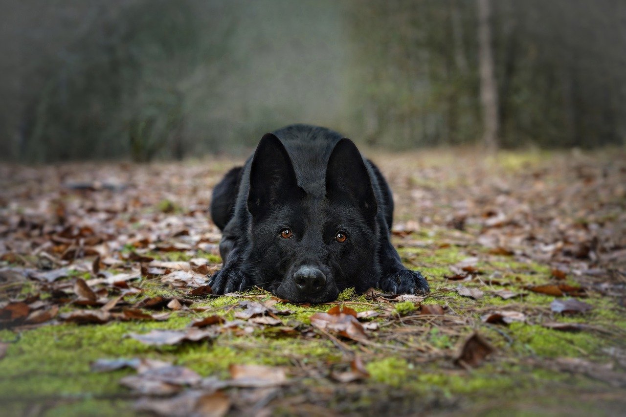 black, nature, german shepherd-7729619.jpg