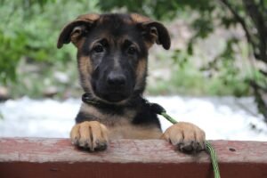 german shepherd, german shepherd puppy, gsd-4614457.jpg